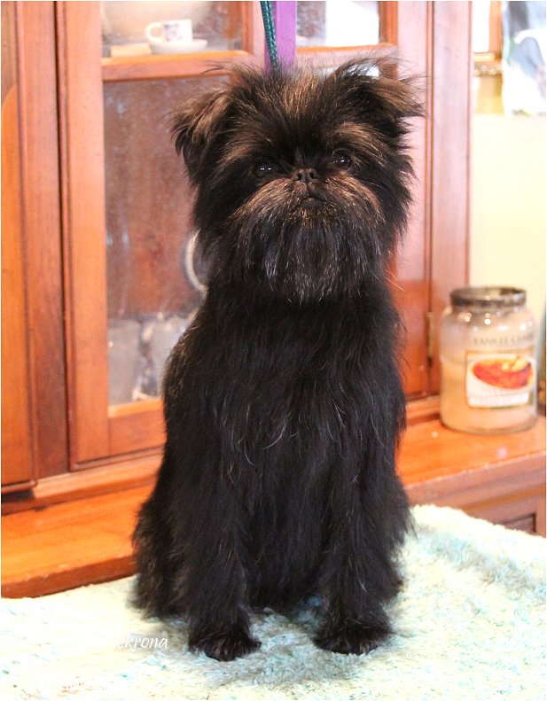 Affenpinscher akc hot sale