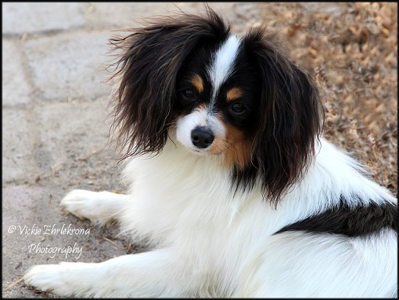 Road's End Papillons  Papillon dog, Papillon puppy, Papillion puppies